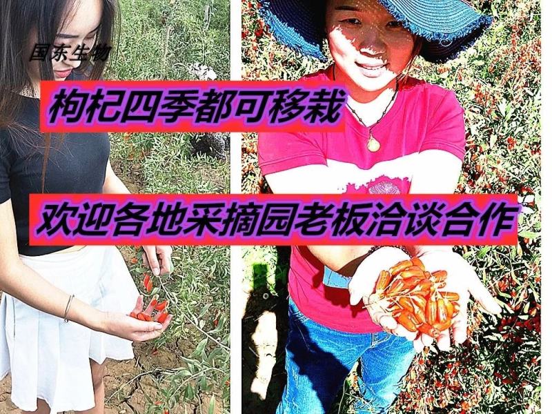 黑红枸杞苗宁杞一号五号七号水果枸杞盆栽地栽老树桩当年结果