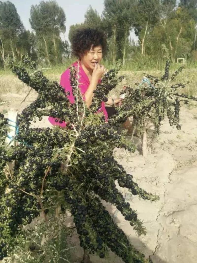 黑红枸杞苗宁杞一号五号七号水果枸杞盆栽地栽老树桩当年结果