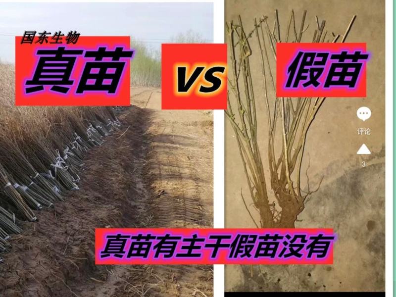 黑红枸杞苗宁杞一号五号七号水果枸杞盆栽地栽老树桩当年结果