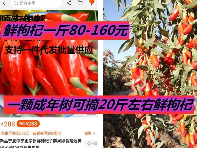 黑红枸杞苗宁杞一号五号七号水果枸杞盆栽地栽老树桩当年结果