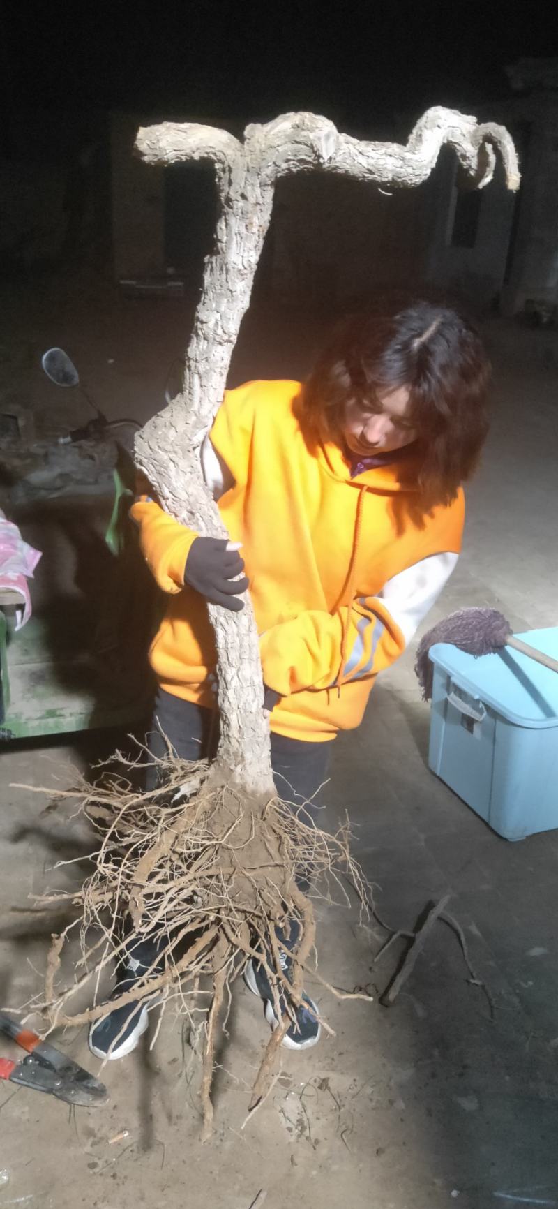 黑红枸杞苗宁杞一号五号七号水果枸杞盆栽地栽老树桩当年结果