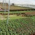 青州长寿花/种植基地发货/品相优/颜色齐全大量出货实惠