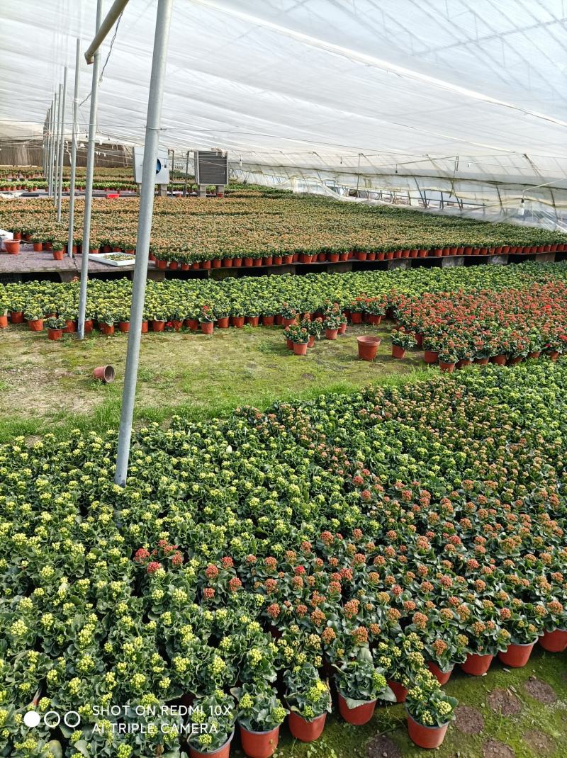 青州长寿花/种植基地发货/品相优/颜色齐全大量出货实惠