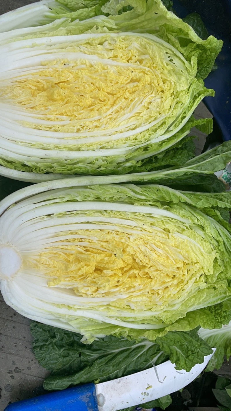 精品黄心白菜基地一手货源无烧心无抽苔无麻点水分低耐运输