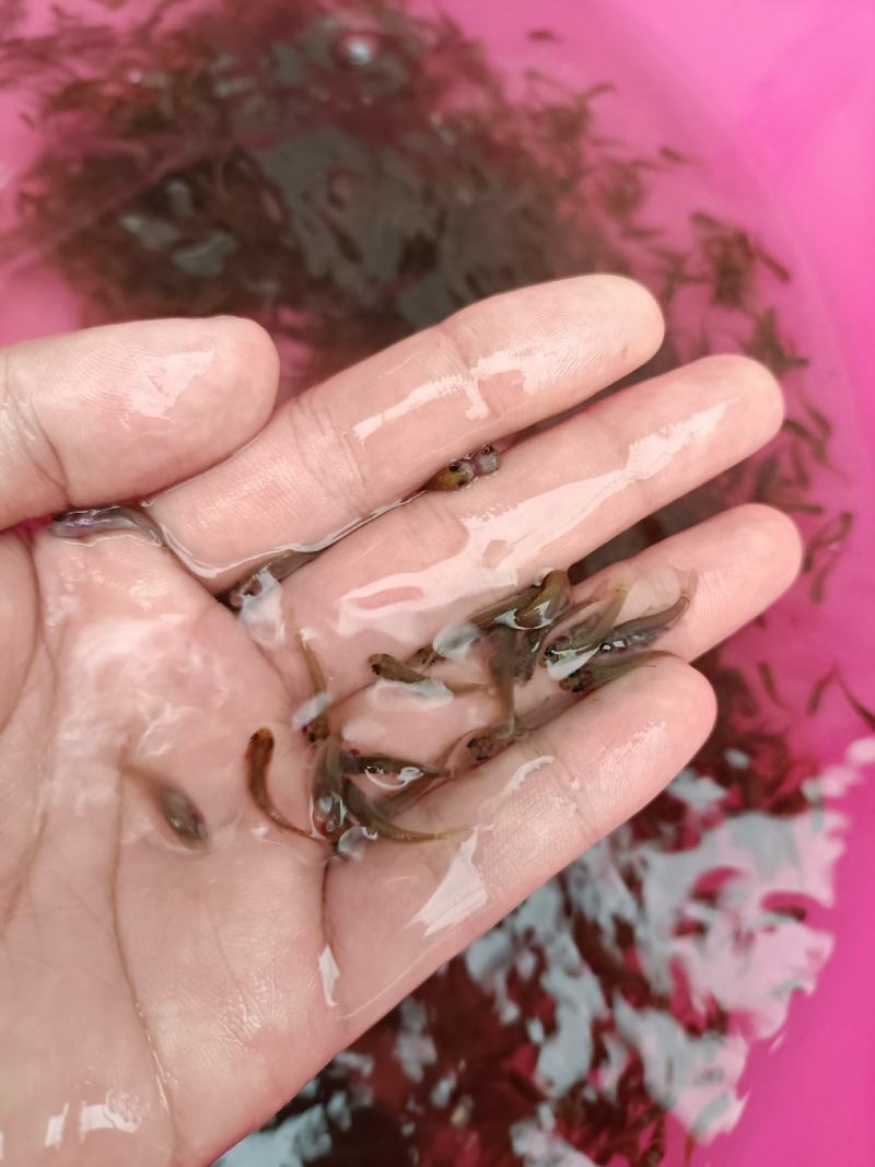 禾花鲤鱼苗，生长快，产量高，抗病毒强，养殖苗场直供。。。