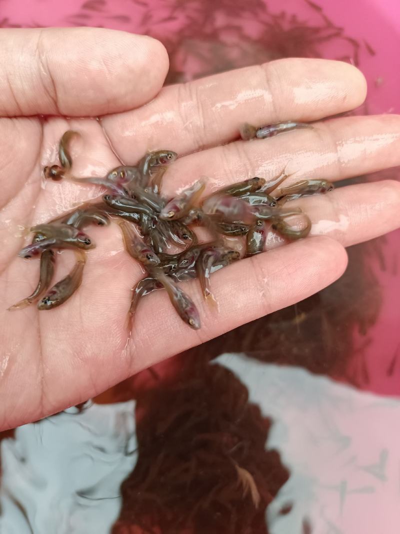 禾花鲤鱼苗，生长快，产量高，抗病毒强，养殖苗场直供。。。