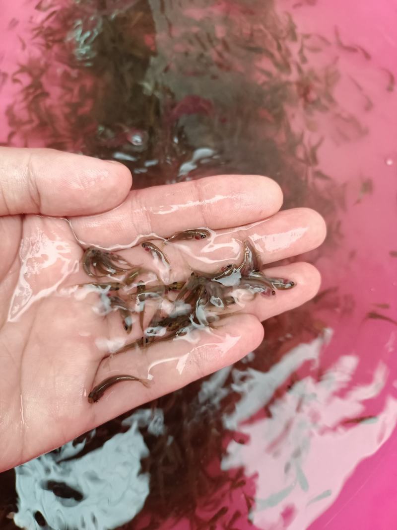 禾花鲤鱼苗，生长快，产量高，抗病毒强，养殖苗场直供。。。