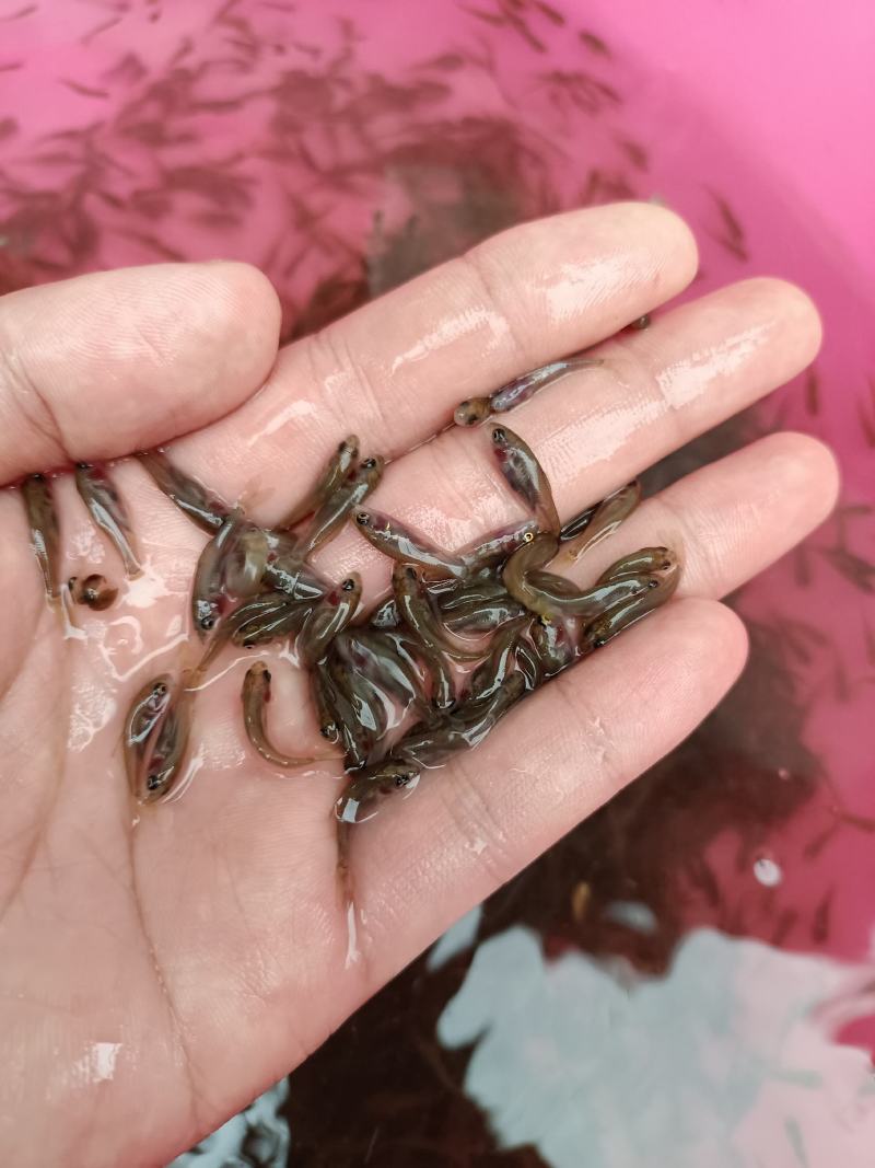禾花鲤鱼苗，生长快，产量高，抗病毒强，养殖苗场直供。。。