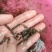 禾花鲤鱼苗，生长快，产量高，抗病毒强，养殖苗场直供。。。