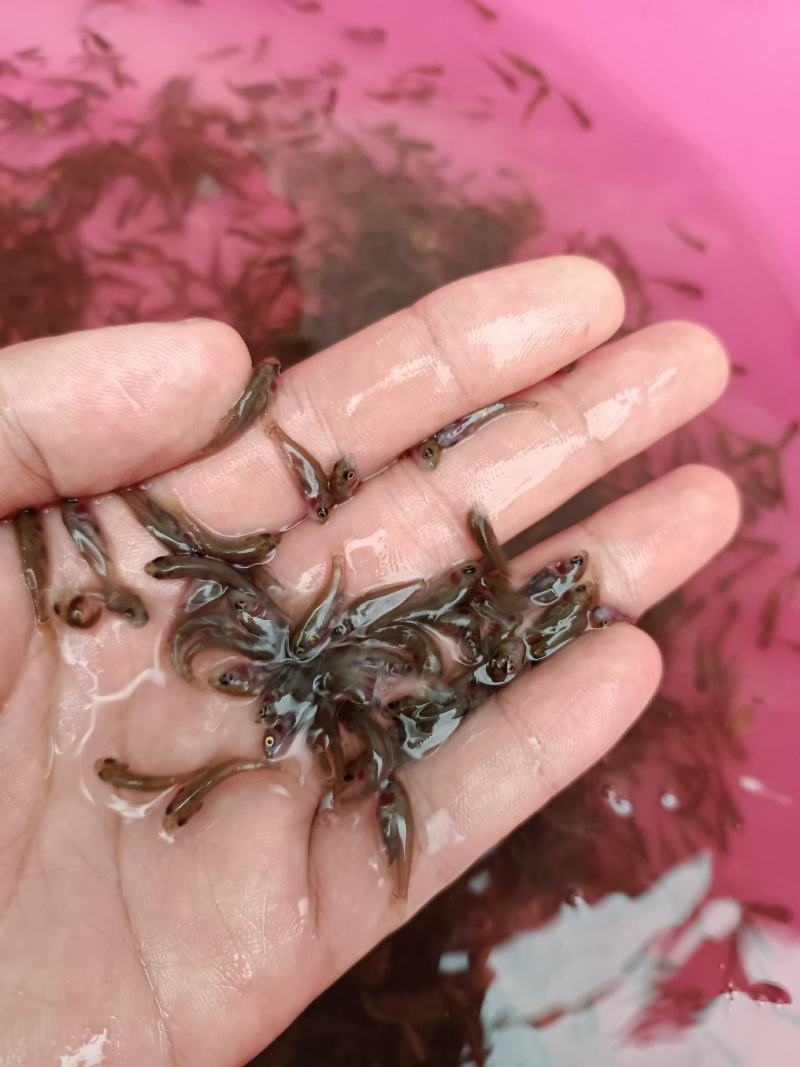 禾花鲤鱼苗，生长快，产量高，抗病毒强，养殖苗场直供。。。