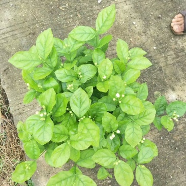 茉莉花陕西西安茉莉花老盆茉莉花本地茉莉花
