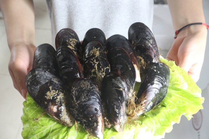 海虹淡菜