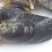 海虹淡菜