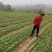 何首乌种苗批发，零售，贵州省施秉县万正何首乌种植基地