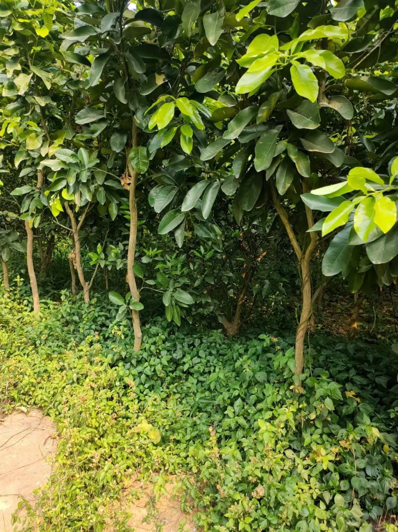 泰国红宝石青柚大苗挂果树隔年挂果带土球