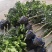 泰国红宝石青柚大苗挂果树隔年挂果带土球