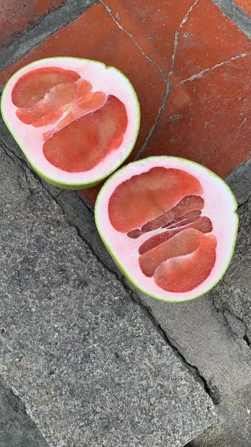 泰国红宝石青柚大苗挂果树隔年挂果带土球