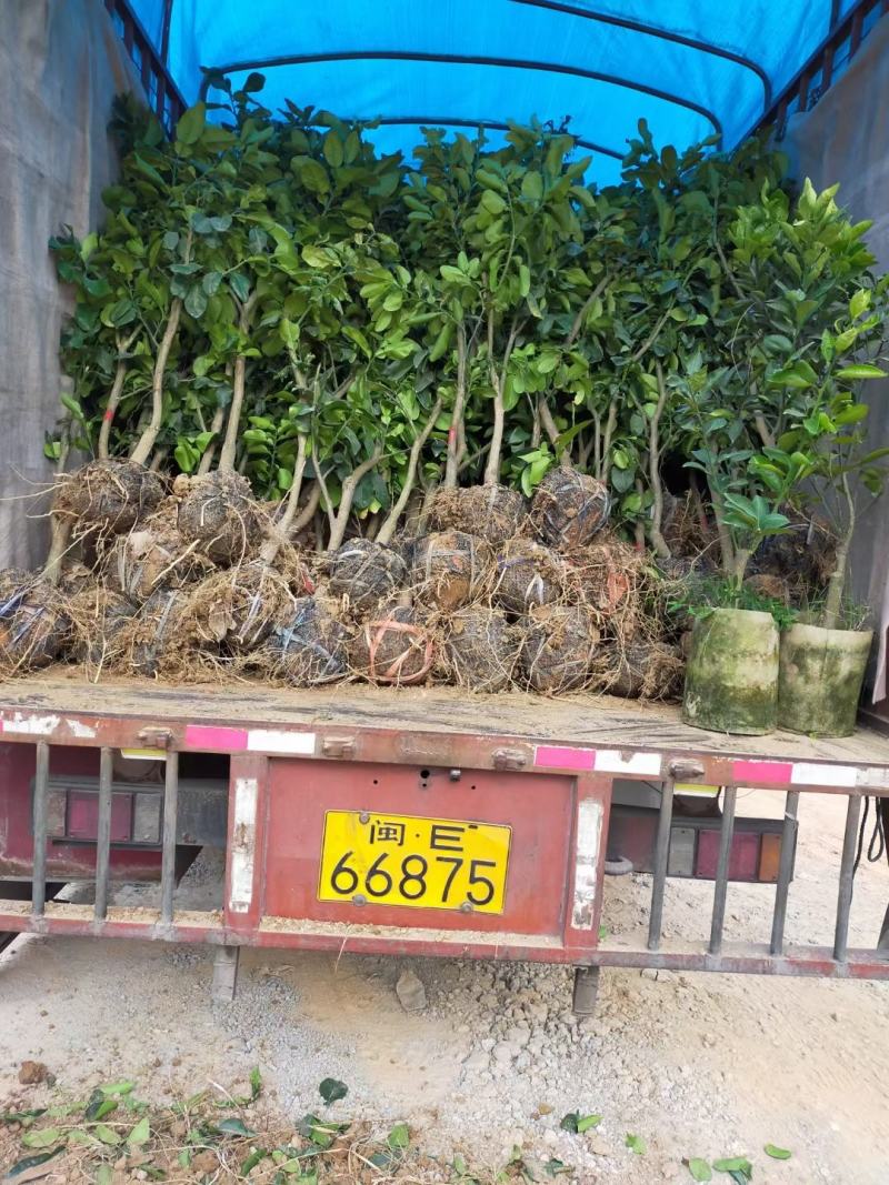 泰国红宝石青柚大苗挂果树隔年挂果带土球