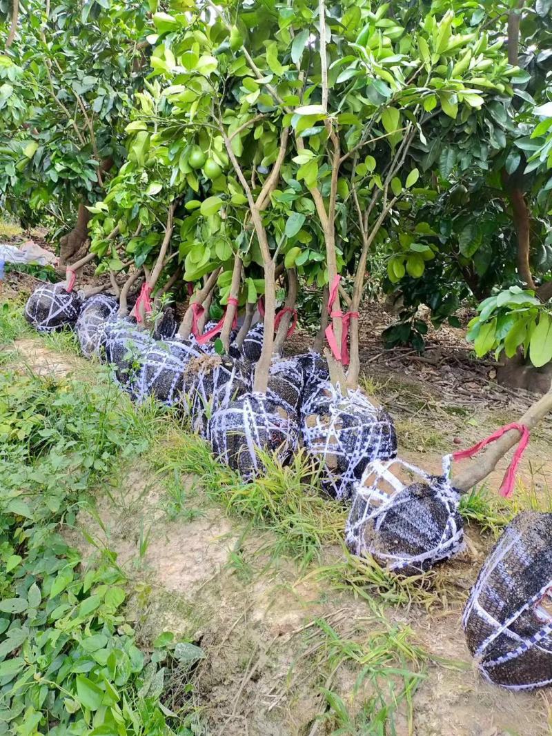 泰国红宝石青柚大苗挂果树隔年挂果带土球