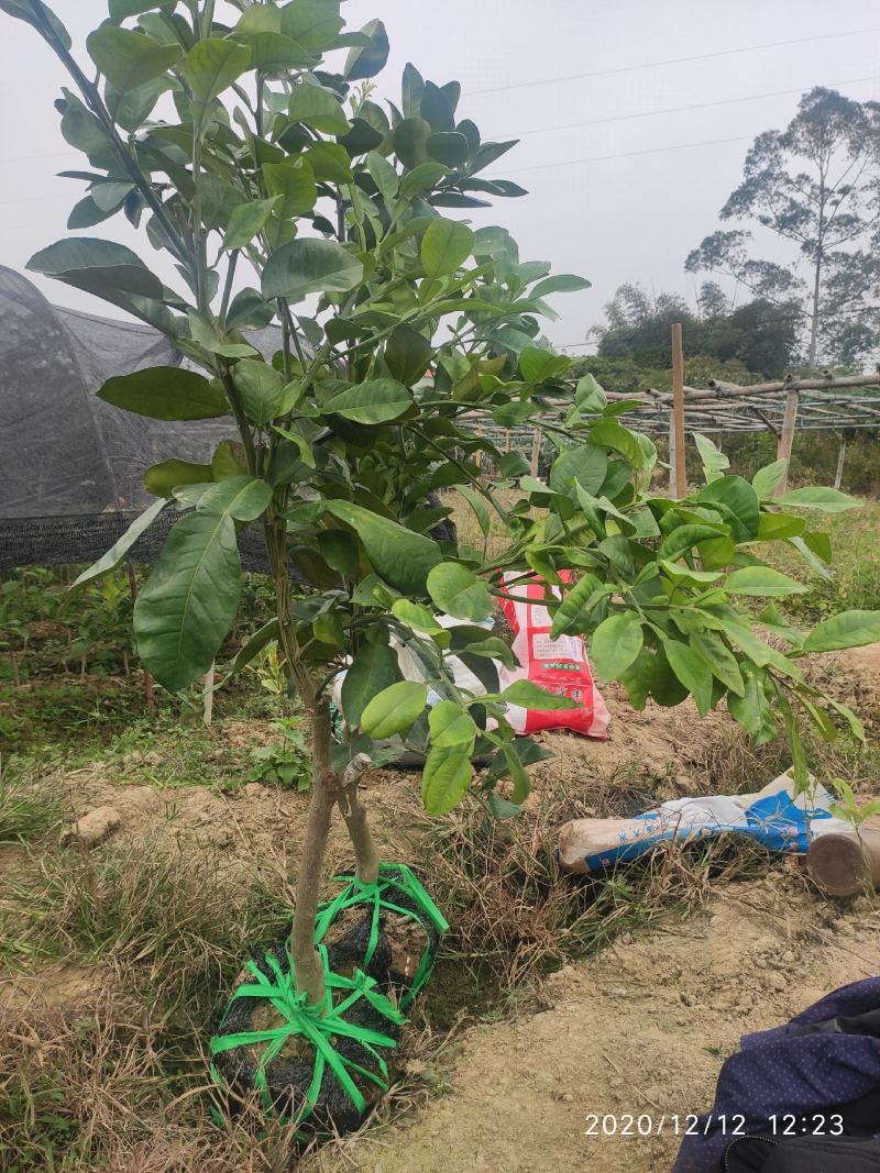 泰国红宝石青柚大苗挂果树隔年挂果带土球