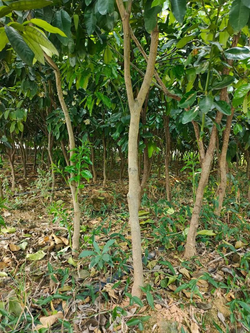 泰国红宝石青柚大苗挂果树隔年挂果带土球