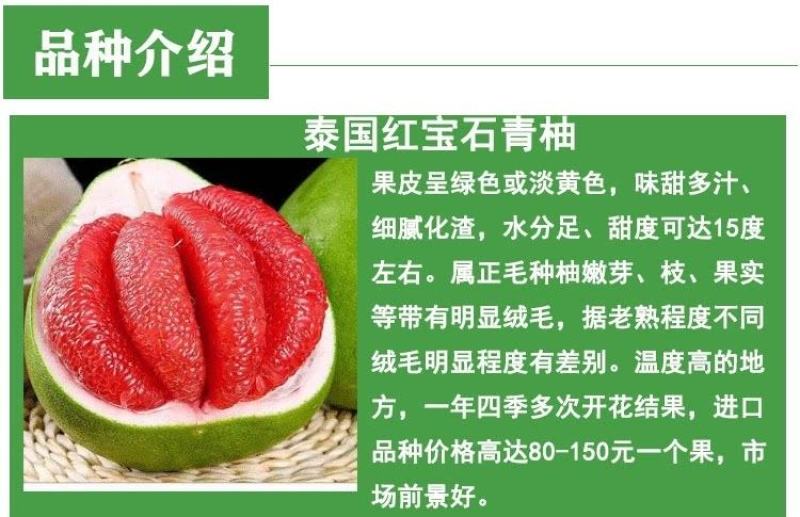 泰国红宝石青柚大苗挂果树隔年挂果带土球