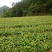批发供应何首乌种苗，商品，施秉县万正何首乌种植基地