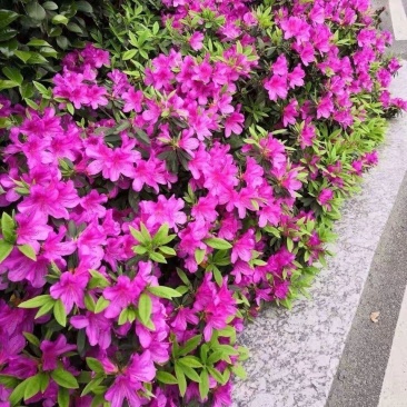 杜鹃花盆栽毛杜鹃花苗映山红花卉绿植四季紫花毛杜娟