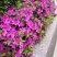 杜鹃花盆栽毛杜鹃花苗映山红花卉绿植四季紫花毛杜娟