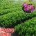 杜鹃花盆栽毛杜鹃花苗映山红花卉绿植四季紫花毛杜娟