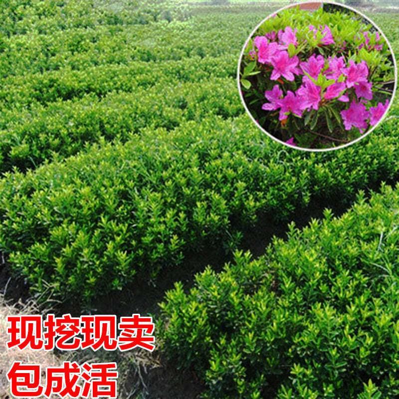 杜鹃花盆栽毛杜鹃花苗映山红花卉绿植四季紫花毛杜娟