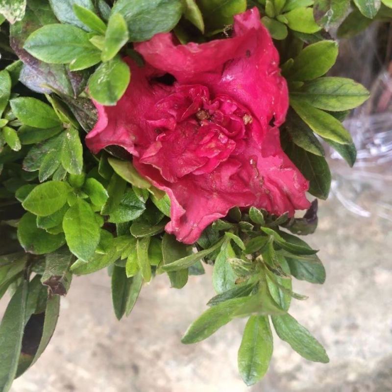 杜鹃花盆栽毛杜鹃花苗映山红花卉绿植四季紫花毛杜娟