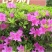 杜鹃花盆栽毛杜鹃花苗映山红花卉绿植四季紫花毛杜娟