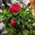 杜鹃花盆栽毛杜鹃花苗映山红花卉绿植四季紫花毛杜娟