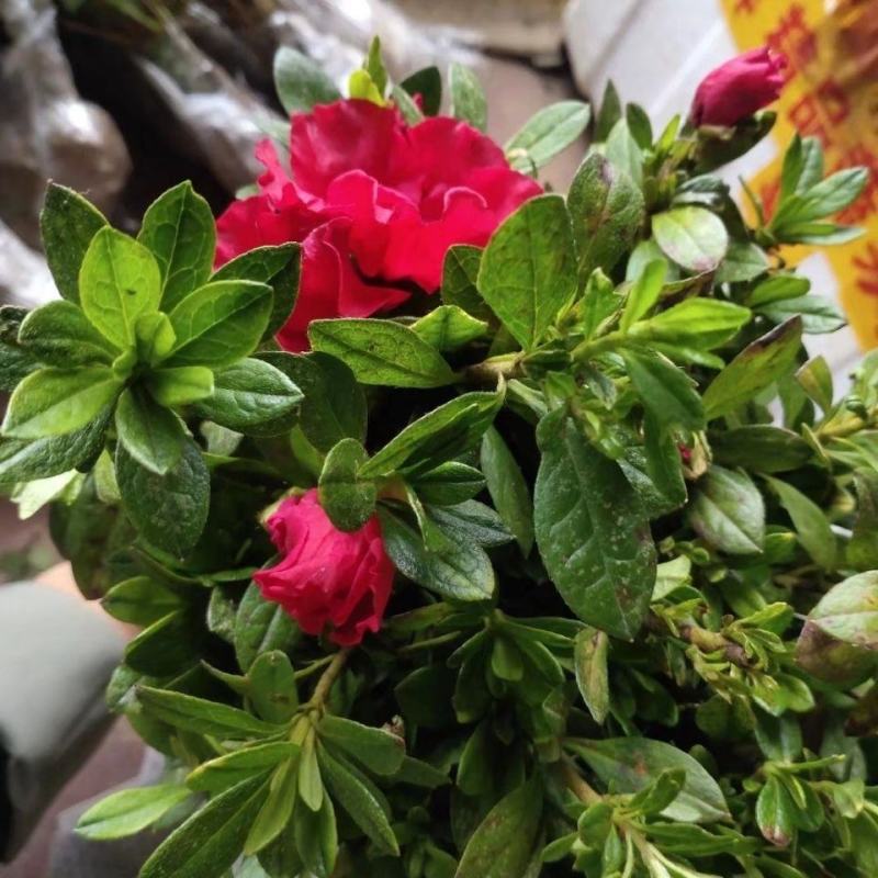 杜鹃花盆栽毛杜鹃花苗映山红花卉绿植四季紫花毛杜娟