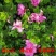 杜鹃花盆栽毛杜鹃花苗映山红花卉绿植四季紫花毛杜娟