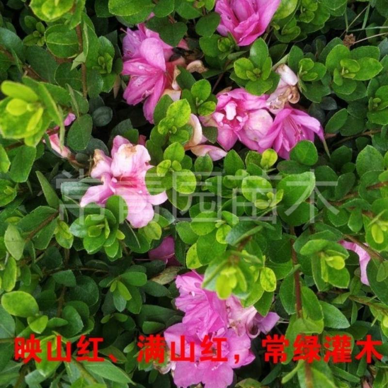 杜鹃花盆栽毛杜鹃花苗映山红花卉绿植四季紫花毛杜娟
