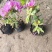 杜鹃花盆栽毛杜鹃花苗映山红花卉绿植四季紫花毛杜娟