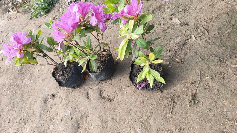 杜鹃花盆栽毛杜鹃花苗映山红花卉绿植四季紫花毛杜娟