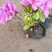 杜鹃花盆栽毛杜鹃花苗映山红花卉绿植四季紫花毛杜娟