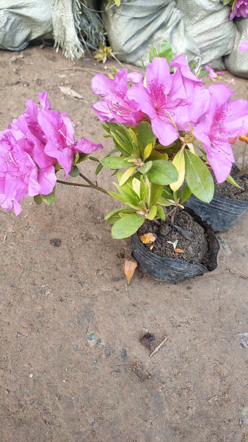 杜鹃花盆栽毛杜鹃花苗映山红花卉绿植四季紫花毛杜娟