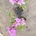 杜鹃花盆栽毛杜鹃花苗映山红花卉绿植四季紫花毛杜娟