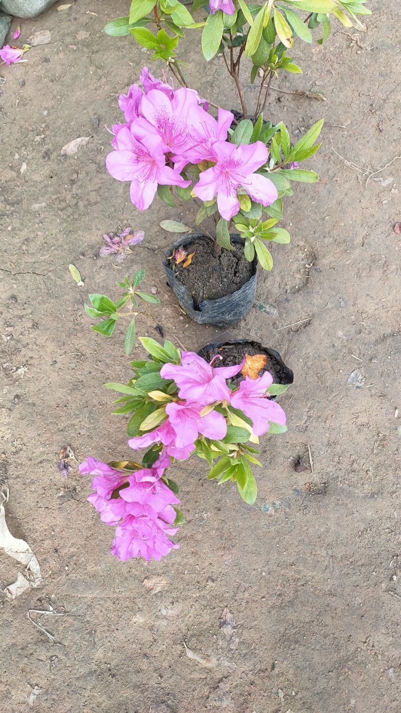 杜鹃花盆栽毛杜鹃花苗映山红花卉绿植四季紫花毛杜娟