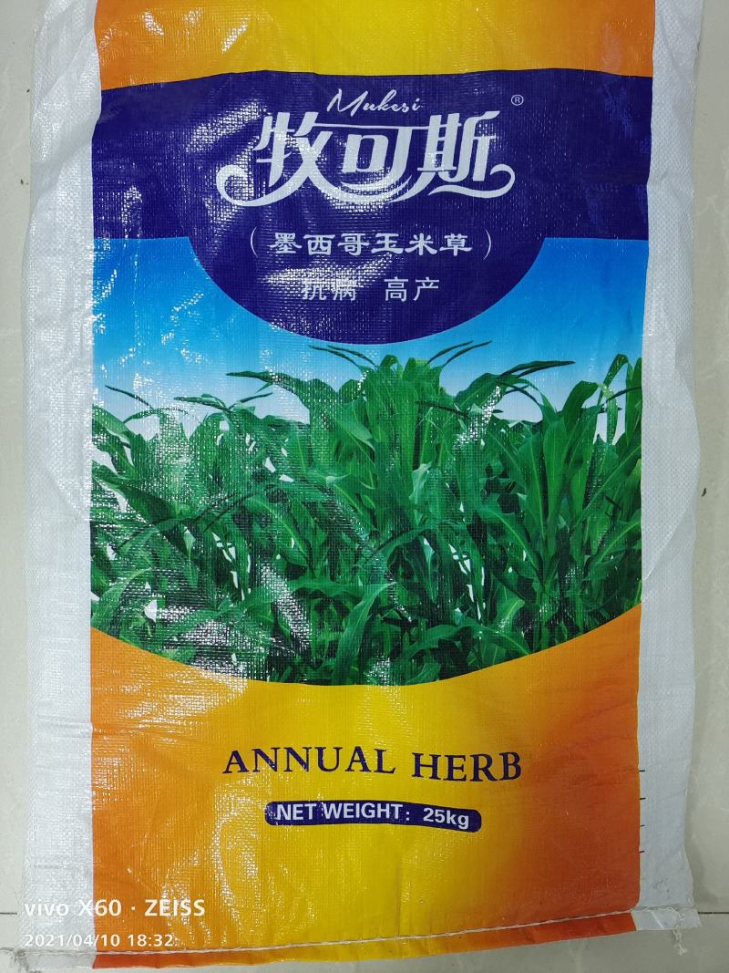 墨西哥高产牧草种子批发沭阳县绿之洲花卉有限公司