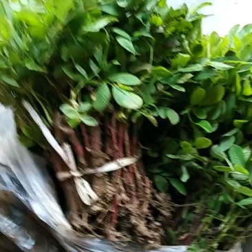 玫瑰小镇四季玫瑰小苗