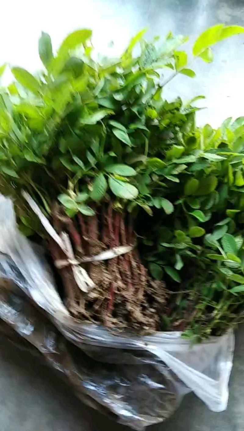 玫瑰小镇四季玫瑰小苗