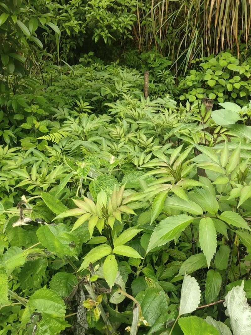 中药材，接骨草，八棱麻