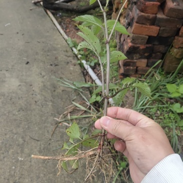 中药材，接骨草，八棱麻