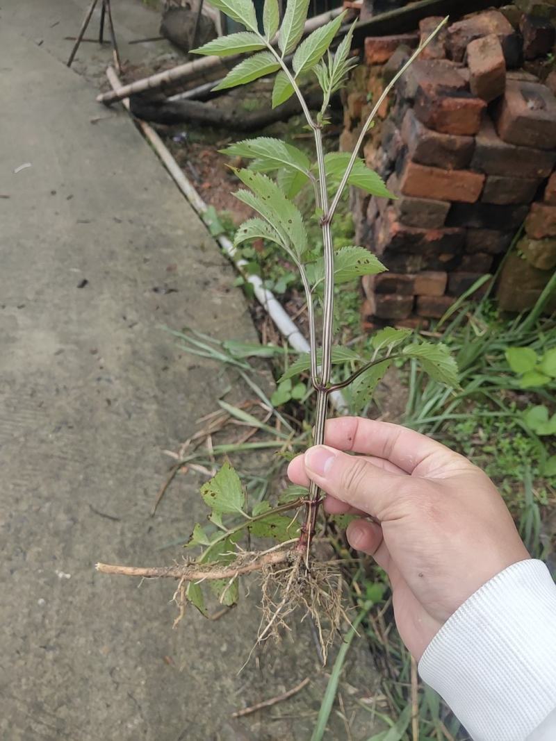 中药材，接骨草，八棱麻