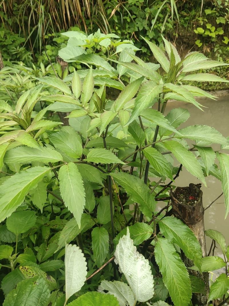 中药材，接骨草，八棱麻